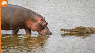 Miniature : Ce Crocodile a Payé TRÈS CHER Après Avoir Attaqué le MAUVAIS Animal !