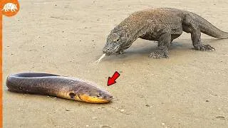 Miniature : Ce Dragon de Komodo a choisi la MAUVAISE proie… Regardez ce qui s’est passé !