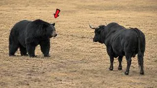 Miniature : Cet ours s’est approché du MAUVAIS taureau...voici ce qui s’est passé !