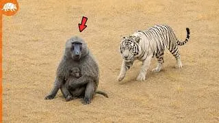 Miniature : Ce tigre a visé le mauvais babouin… puis toute la troupe est arrivée !