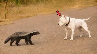 Miniature : Ce pitbull a sous-estimé le mauvais ratel… voici ce qui s’est passé !