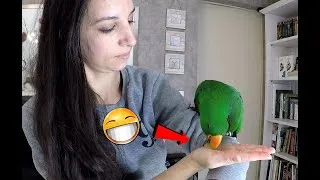 Miniature : Mon perroquet mange dans ma main