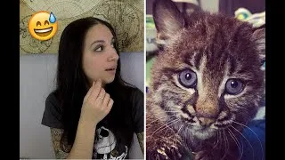 Miniature : Une américaine pensait sauver un chat