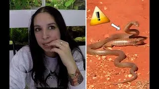 Miniature : Un serpent venimeux attaque un lézard australien