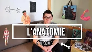Miniature : L'ANATOMIE à Namur (études vétérinaires)