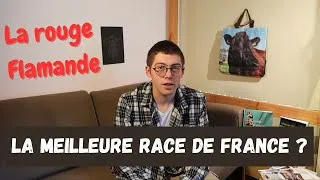 Miniature : L'histoire de la ROUGE FLAMANDE