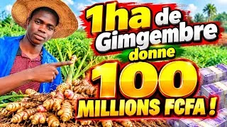 Miniature : Culture du Gimgembre : 1 ha de gingembre 100 millions ! Nous sommes prêt à associer aux arbres! 
