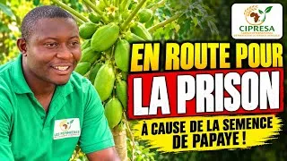 Miniature : Culture de la papaye calina ipb9 : tout comprendre sur cette culture ! 