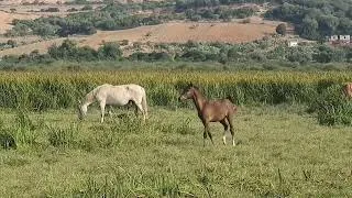 Miniature : Les chevaux de la plaine humide de Messaoussa (Sanhadja, Skikda, Algérie)