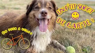Miniature : Un tour à vélo en campagne avec un border collie [PSG #06]