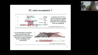 Miniature : Les ETs : Impact sur la structure et l'évolution des génomes (Anna-Sophie Fiston-Lavier)