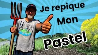Miniature : Je repique mes plants de pastels pour fabriquer de l’indigo.