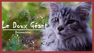 Miniature : LE DOUX GÉANT - Documentaire sur le Maine Coon