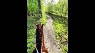 Miniature : Trotting/Galoping en forêt domaniale de Rambouillet 🐎