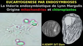 Miniature : Eucaryogenèse par endosymbioses - Théorie endosymbiotique de Lynn Margulis  - H.Kempf - SVT Elorn