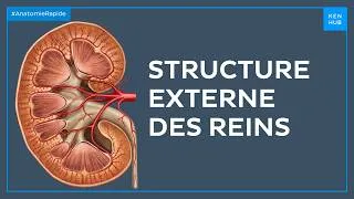 Miniature : Structure externe des reins - Anatomie Rapide