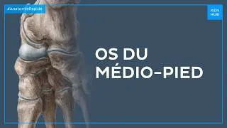 Miniature : Os du médio-pied - Anatomie Rapide