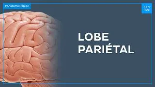 Miniature : Lobe pariétal - Anatomie Rapide