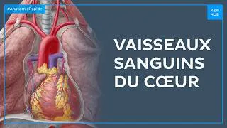 Miniature : Vaisseaux sanguins du cœur - Anatomie Rapide
