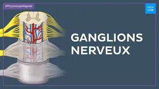 Miniature : Ganglions nerveux - Anatomie Rapide