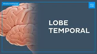 Miniature : Lobe temporal - Anatomie Rapide