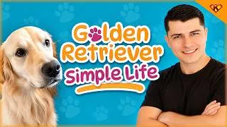 Miniature : Probablement le GOTY | Golden Retriever Simple Life - DECOUVERTE FR