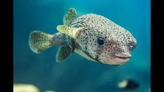 Miniature : Danse avec les poissons - Documentaire