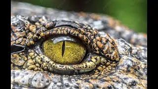 Miniature : Dans l'oeil du crocodile - Documentaire