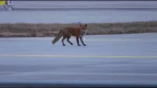 Miniature : Les animaux de l'aéroport - Documentaire
