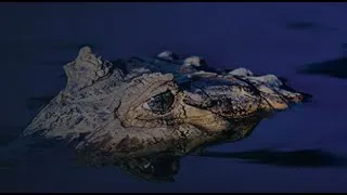 Miniature : Presque tout savoir sur les CROCODILES, ces DRAGONS ÉTERNELS [Doc HD]