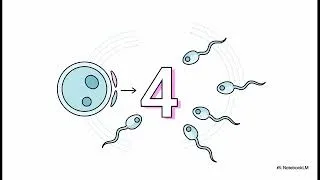 Miniature : LA GAMÉTOGENÈSE COMPLÈTE | Spermatogenèse, Ovogenèse & Méiose expliquées – Terminale SVT