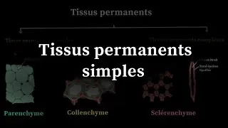 Miniature : Tissus permanents simples