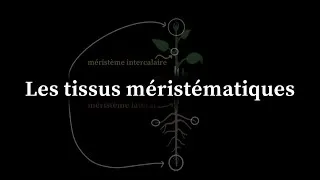 Miniature : Les tissus méristématiques