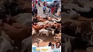 Miniature : Magal touba 2026 sokhna Aïda Diallo salliou thioune tothna Sénégal magal 2026