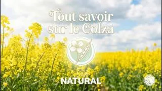Miniature : Le Colza, une plante étonnante qui cache ses secrets #omega3 #vitamine #colza #bienêtre 