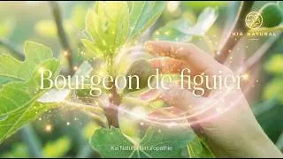 Miniature : Naturopathie : Bourgeon de Figuier - Régulateur naturel 🌿🟡