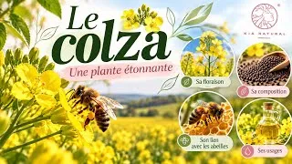 Miniature : Colza - Découvrez les secrets de cette plante étonnante 🌼 #colza #plantes #abeilles 
