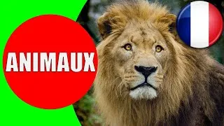 Miniature : Les Animaux pour les Enfants en Français - Apprendre les bruits d'animaux pour bébé
