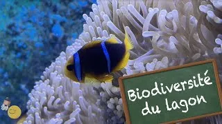 Miniature : La biodiversité du lagon - KID REPORTERS n°59