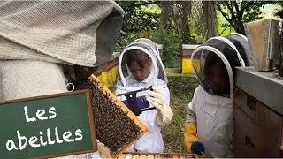 Miniature : L'incroyable vie des abeilles - KID REPORTERS n°58