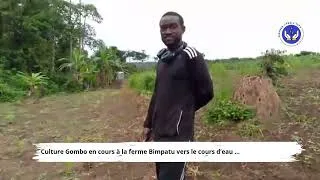 Miniature : Culture du gombo à la ferme Bimpatu | Production locale à Linzolo