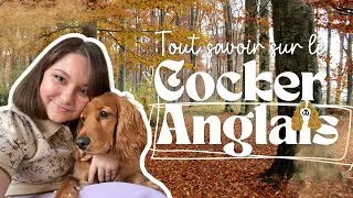 Miniature : Tout savoir sur le COCKER ANGLAIS ! Caractère, Education, Balade, Maladie, Entretien.