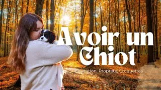 Miniature : AVOIR UN CHIOT : Frais veto - Entretien - Propreté - Ballade - Education