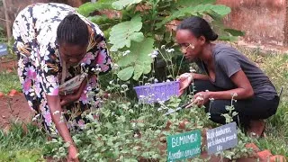 Miniature : Formations des villageois aux plantes médicinales (Madagascar) avec Jardins du Monde