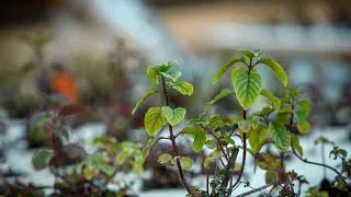 Miniature : Découvrez les incroyables propriétés de la menthe aquatique !