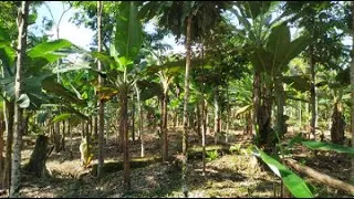 Miniature : Protégeons l'Amazonie et ses trésors !