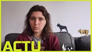 Miniature : Actu - 2 races interdites en Norvège et le Bouledogue Français qui change de standard