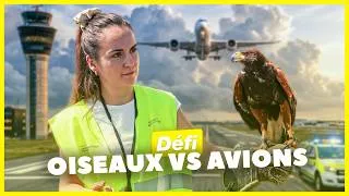 Miniature : Immersion avec le fauconnier de l’aéroport de Nantes !