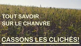 Miniature : A la découverte du chanvre