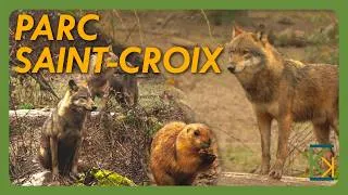 Miniature : VR - VISITE du PARC ANIMALIER SAINT-CROIX !